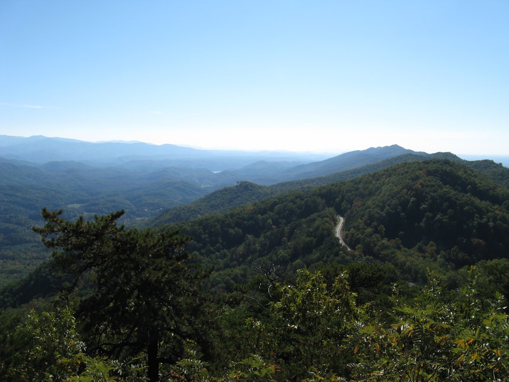 green trees on mountain under blue sky during daytime