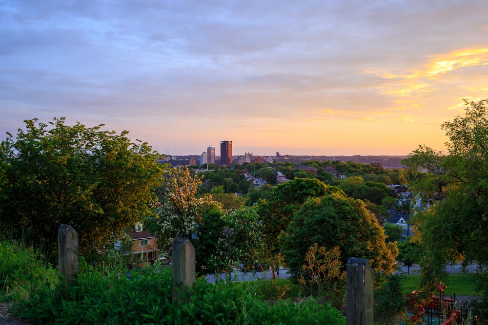 green trees and plants during sunset