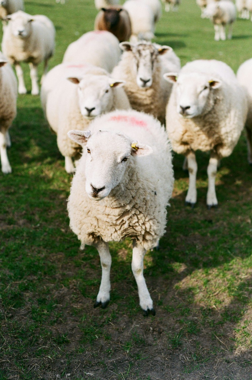 herd of sheep on green grass field during daytime