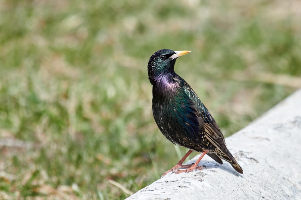 blauer und grüner Vogel auf weißem Textil