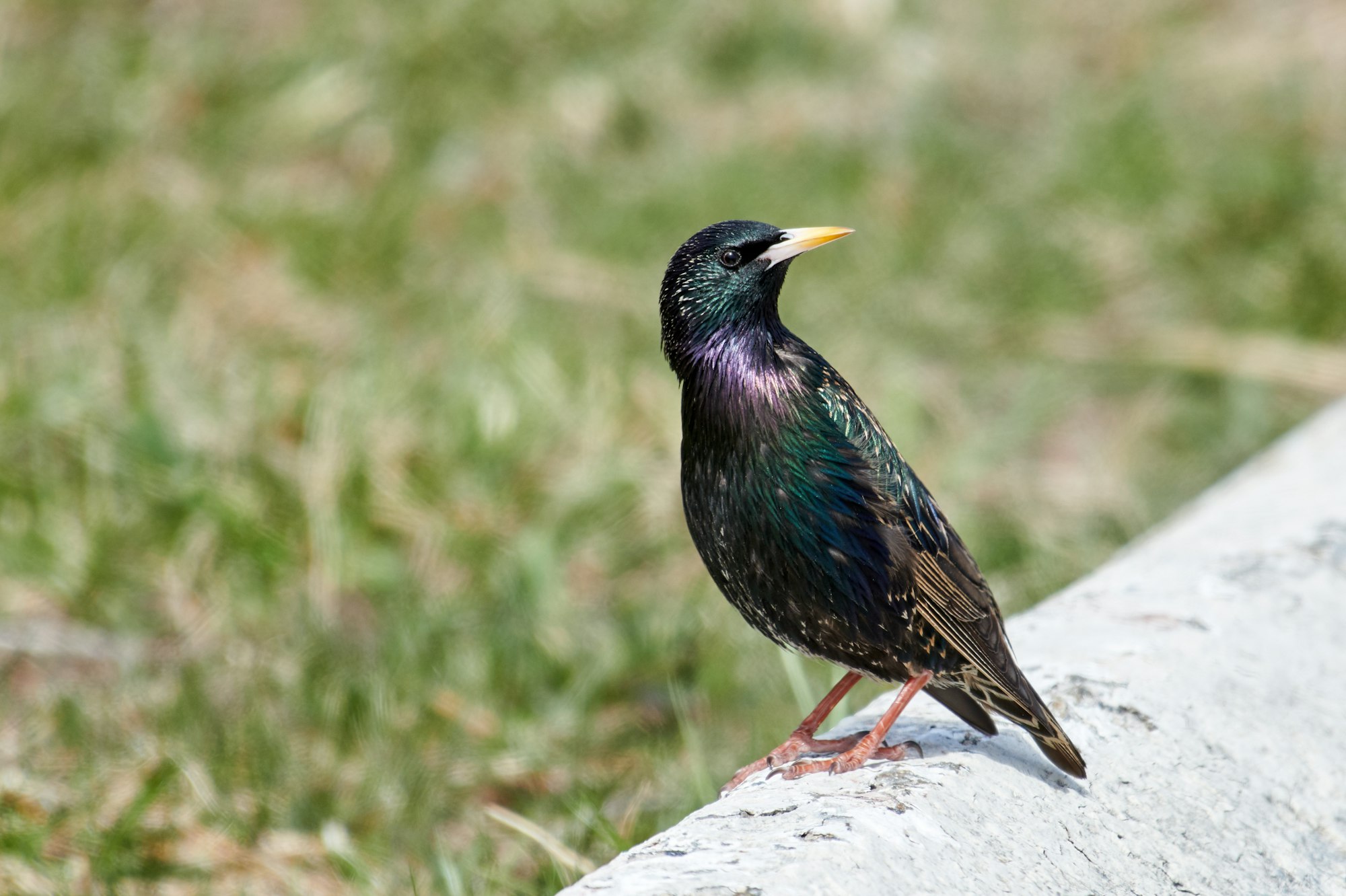 The Common Starling, an introduced species in so many parts of the world and then treated as feral. The bird is black and dull - that is till you see it with sun lighting it up. A beautiful array of colours can be seen on as it moves around. The picture clicked in Central Park, New York, 2018