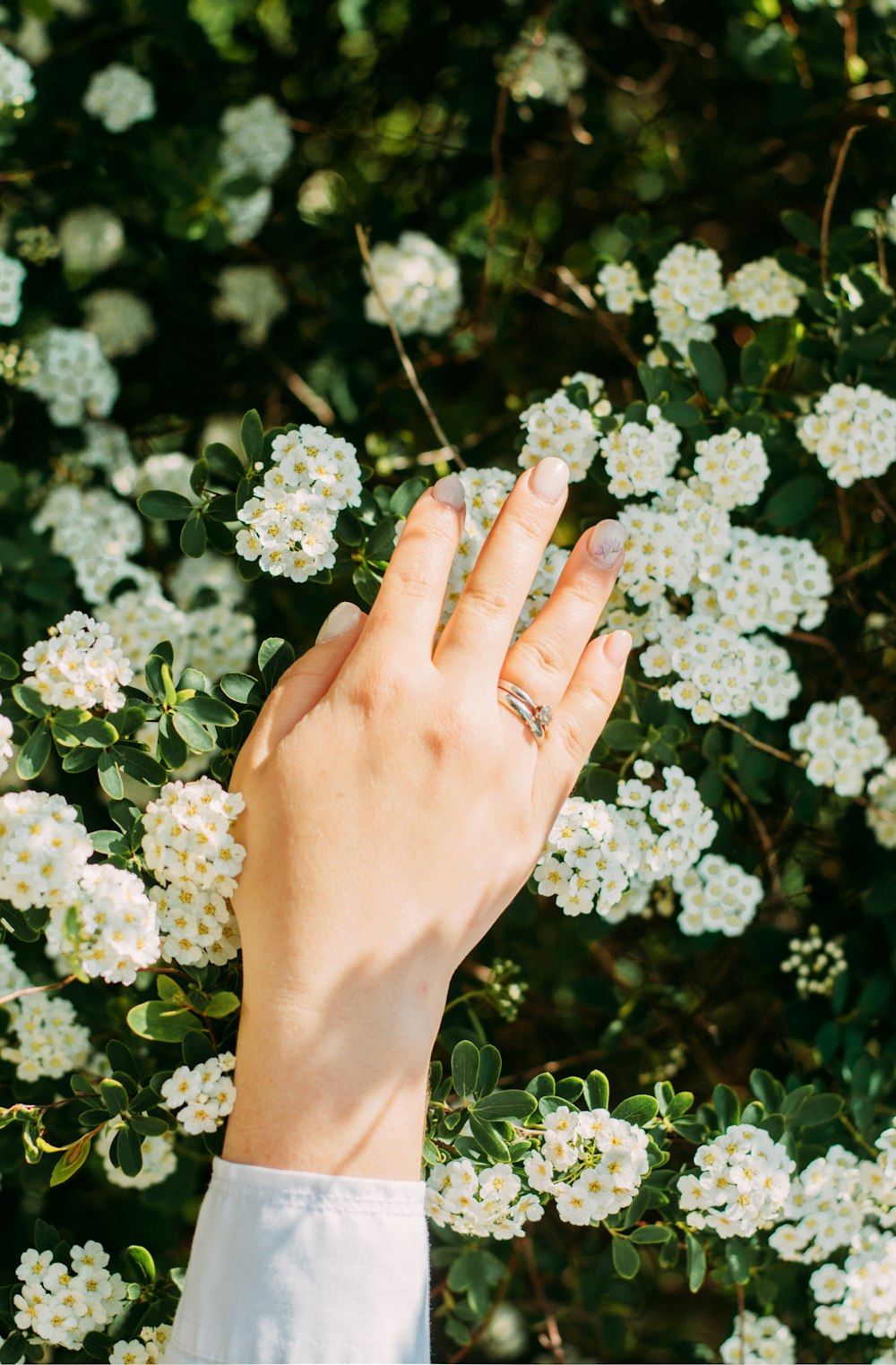 persons hand on white flowers