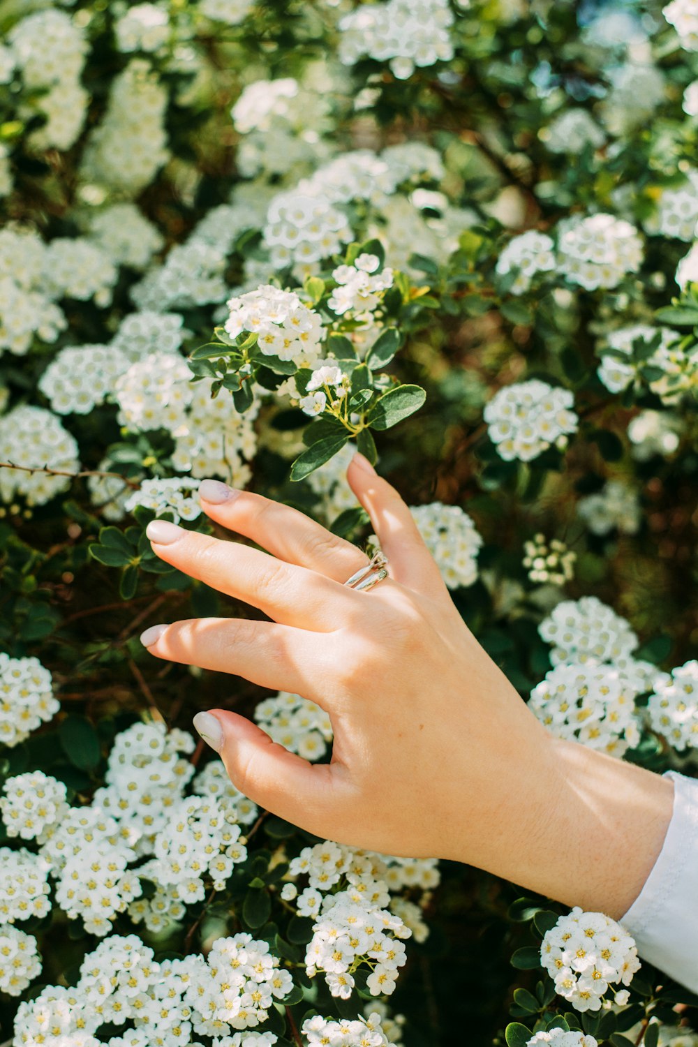 personne tenant des boutons floraux blancs