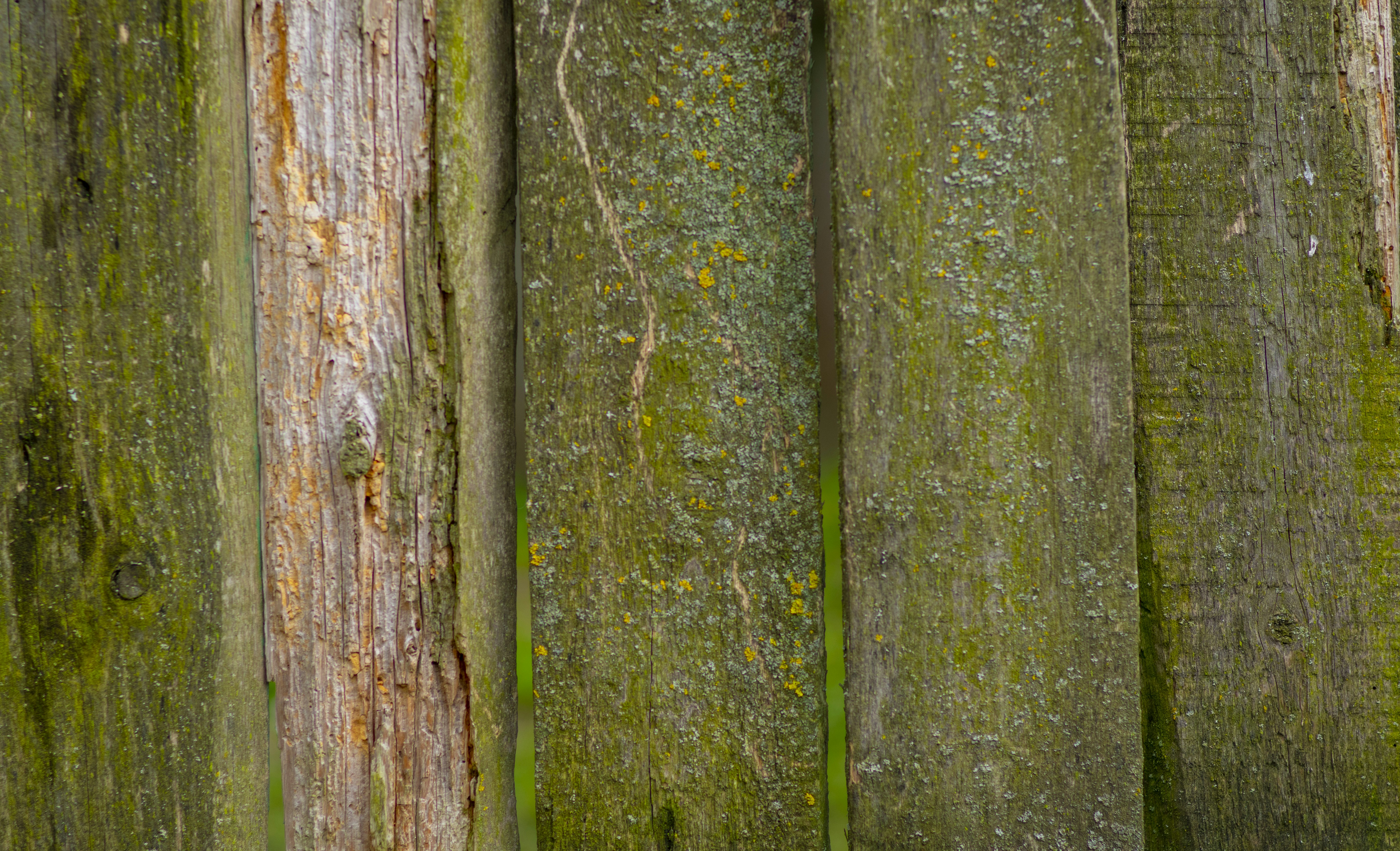 mousse verte sur tronc d’arbre brun