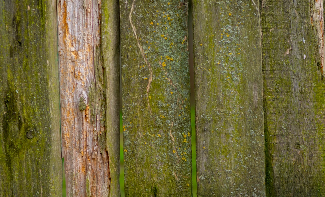 green moss on brown tree trunk