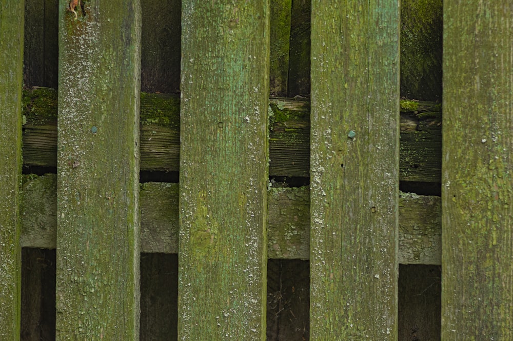 clôture en bois vert pendant la journée