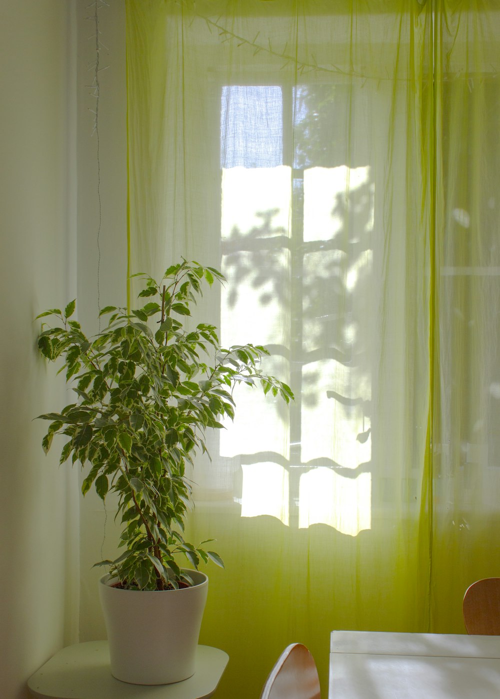 Grüne Pflanze in der Nähe von weißem Fenstervorhang