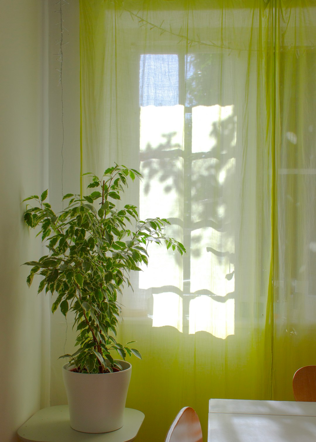 green plant near white window curtain