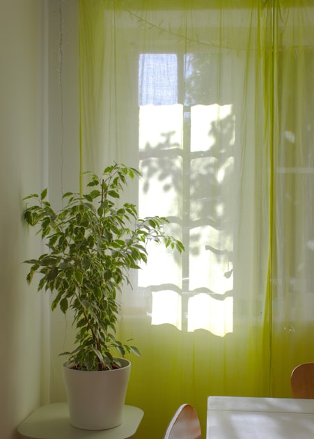 Green plant near white window curtain with morning light