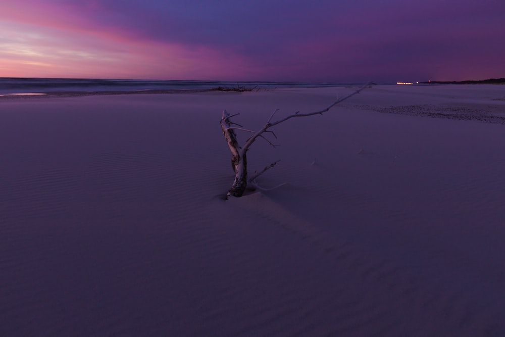 brown tree branch on white sand during sunset