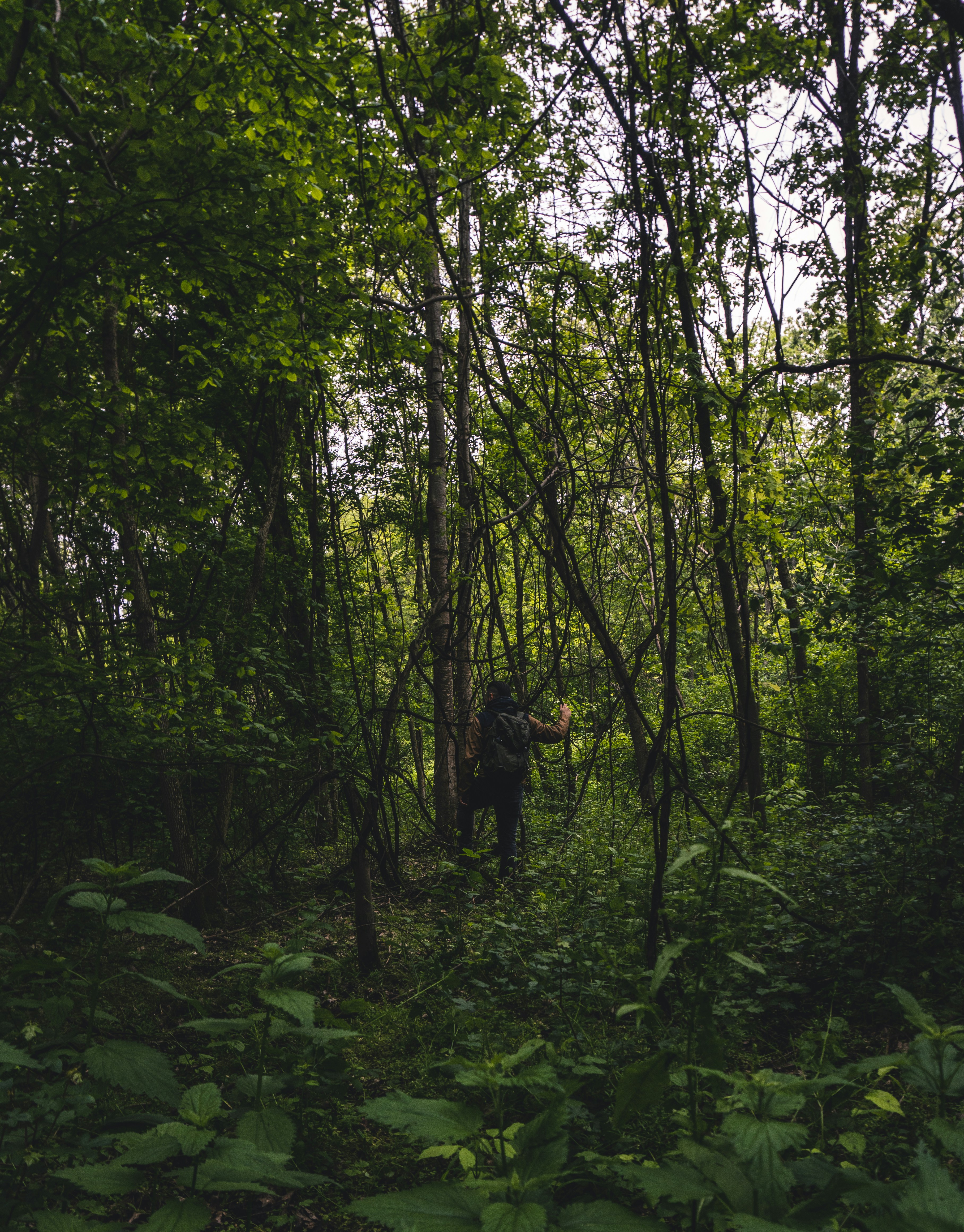 person in black jacket standing in the middle of forest during daytime