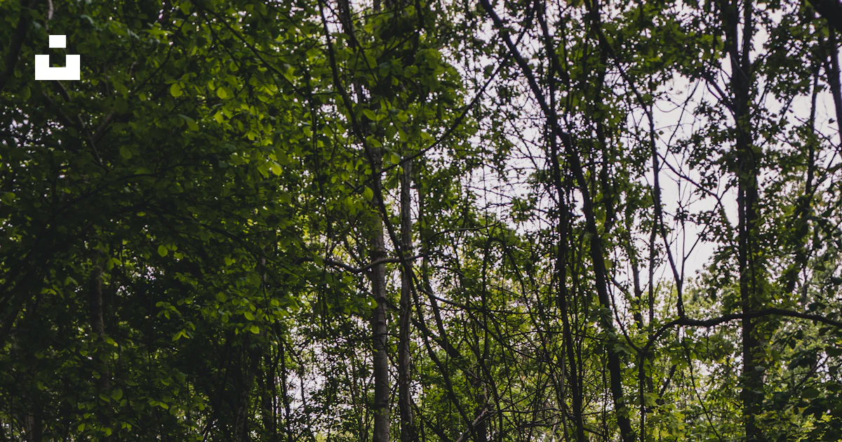 Midst Image Person in black jacket standing in the middle of forest during daytime ...