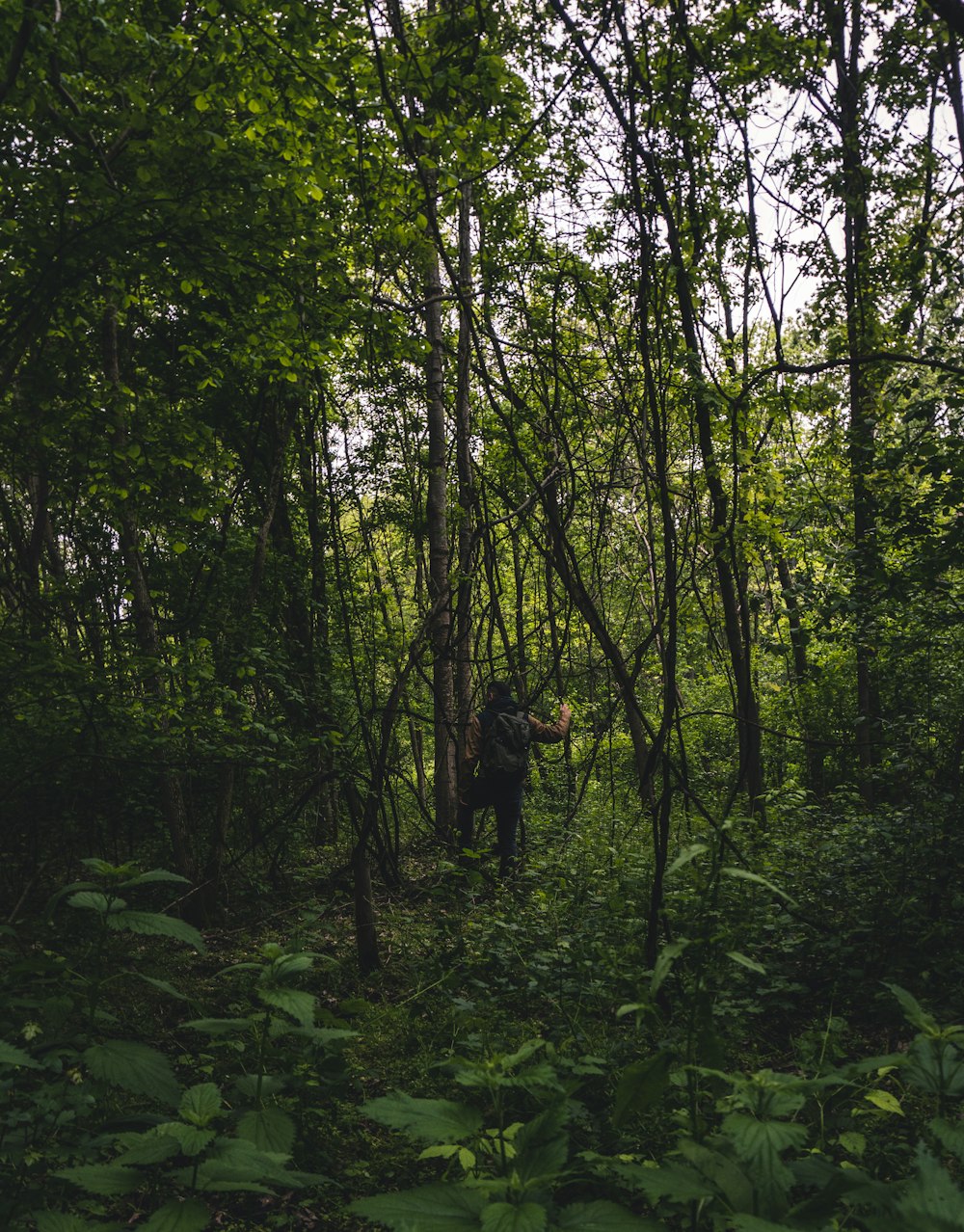 person in black jacket standing in the middle of forest during daytime