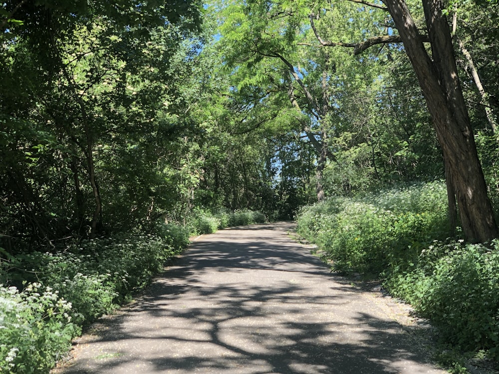 gray concrete pathway between green trees during daytime