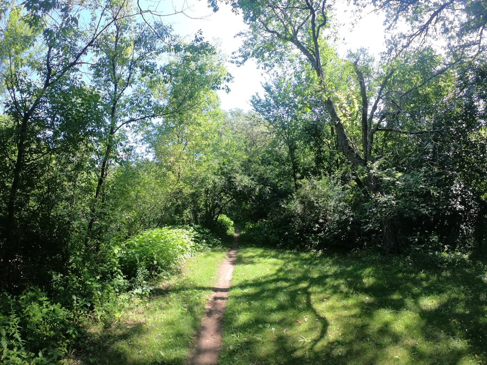 green grass field with trees