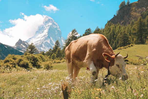 brown cow on green grass field during daytime