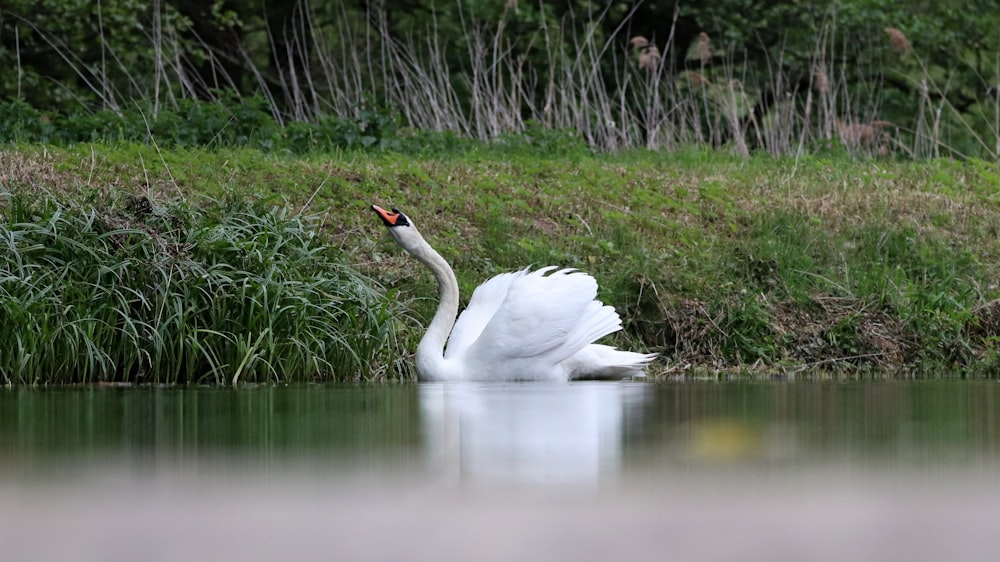 white swan on body of water during daytime