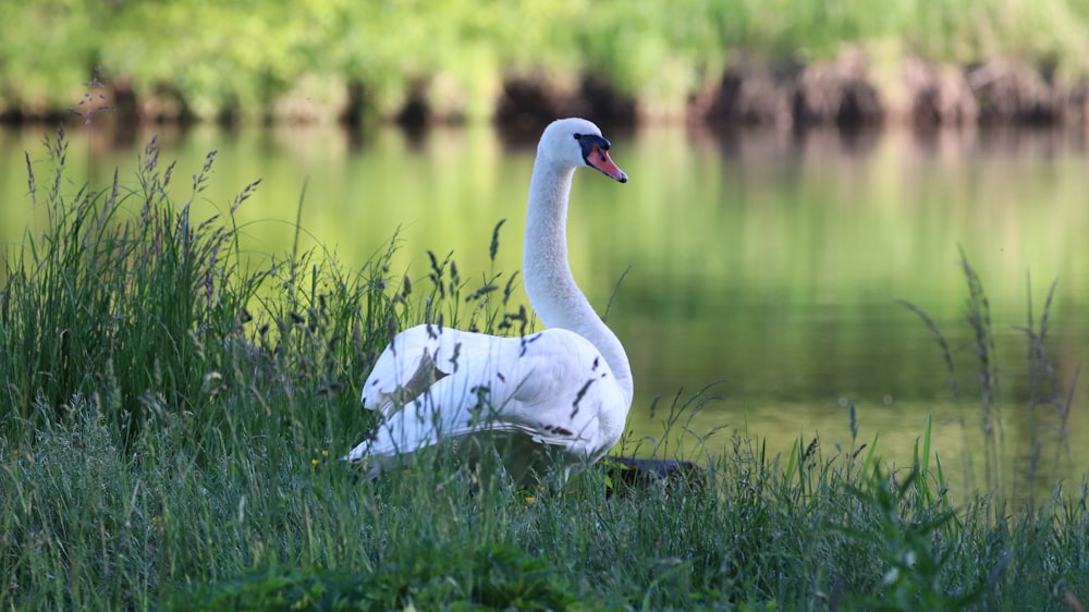 white swan on green grass field near body of water during daytime
