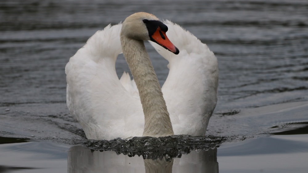 white swan on water during daytime