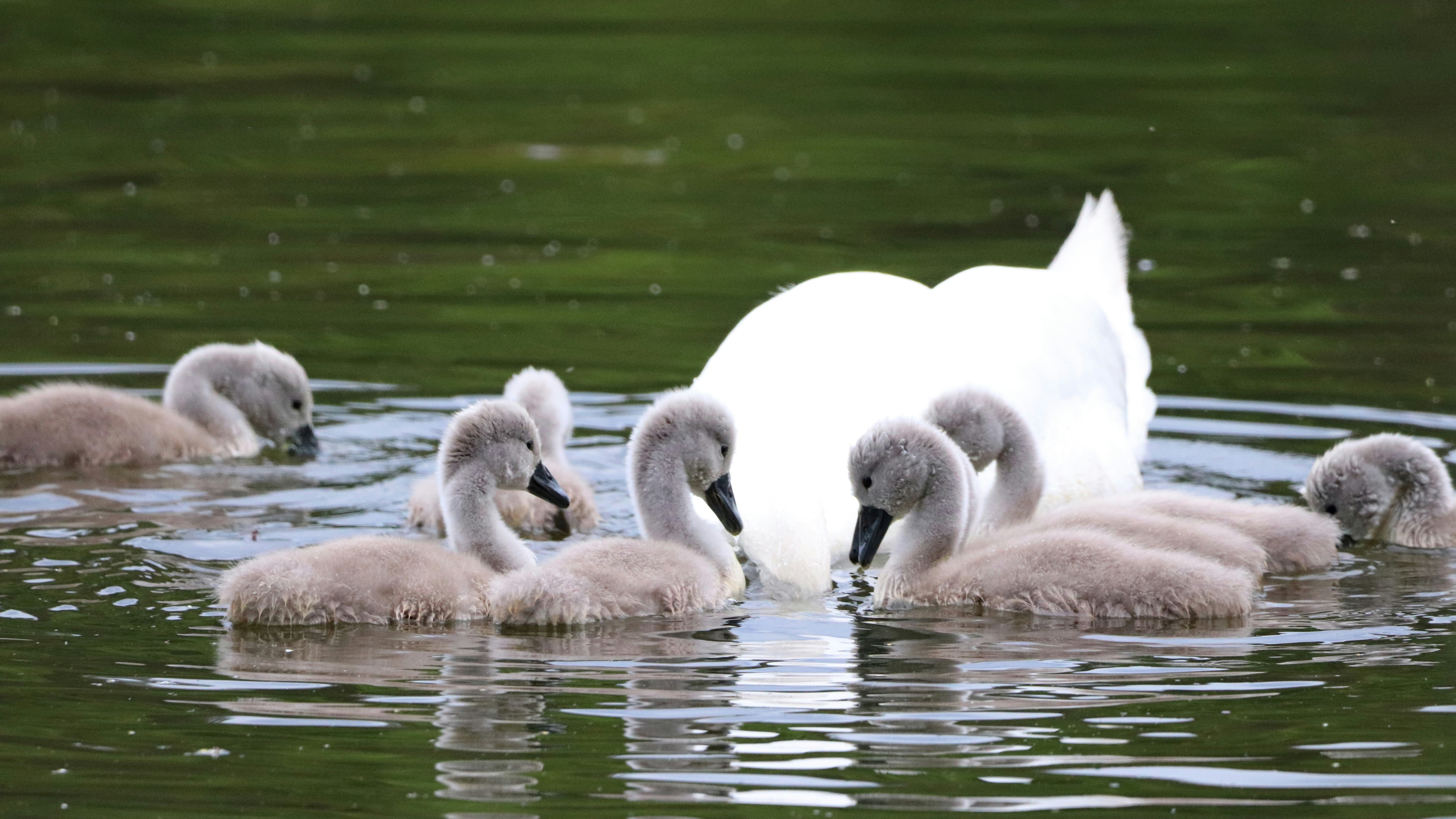 white swan on water during daytime