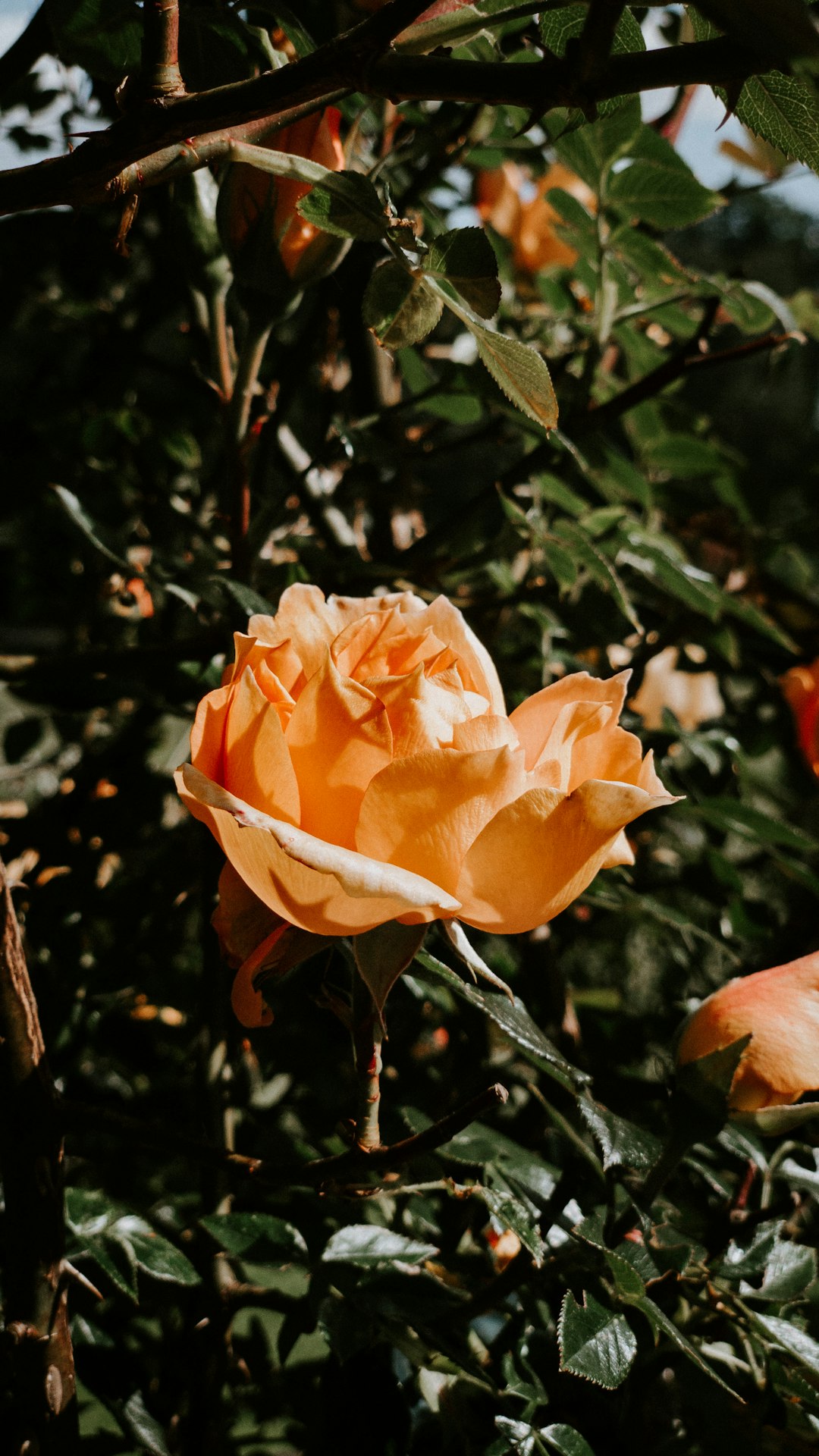 orange rose in bloom during daytime