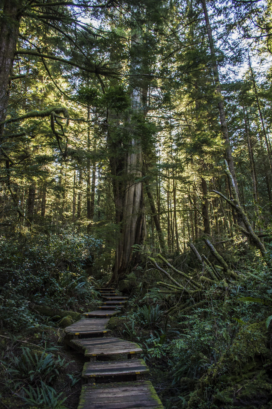 A wooden boardwalk trail cutting through the dense green Tofino rainforest