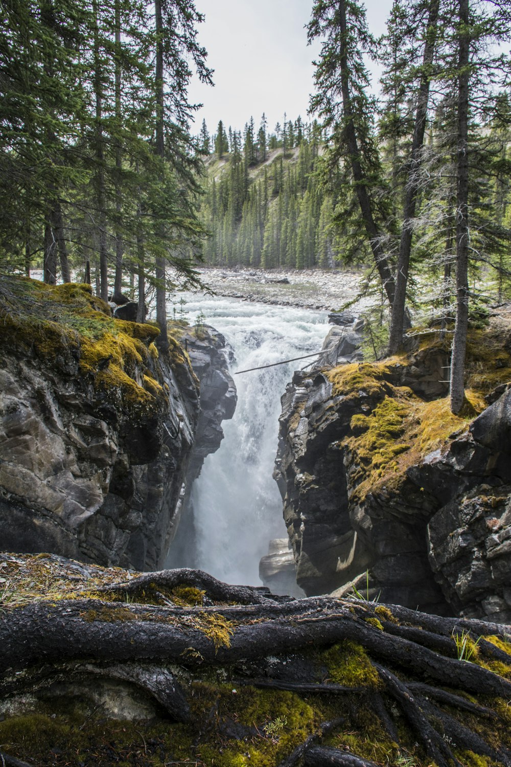 water falls in the middle of green trees