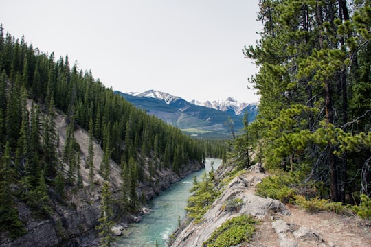 green pine trees near mountain during daytime in Kootenay Plains Ecological Reserve Canada