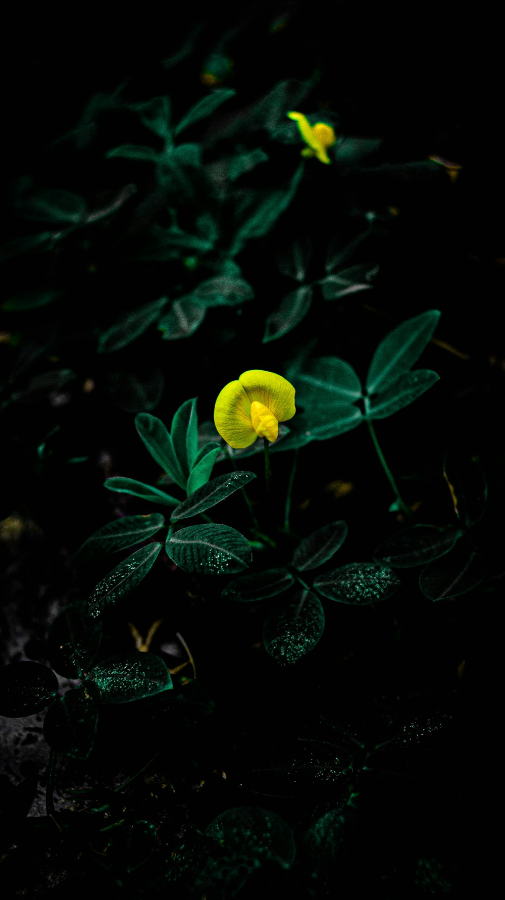 yellow flower with green leaves