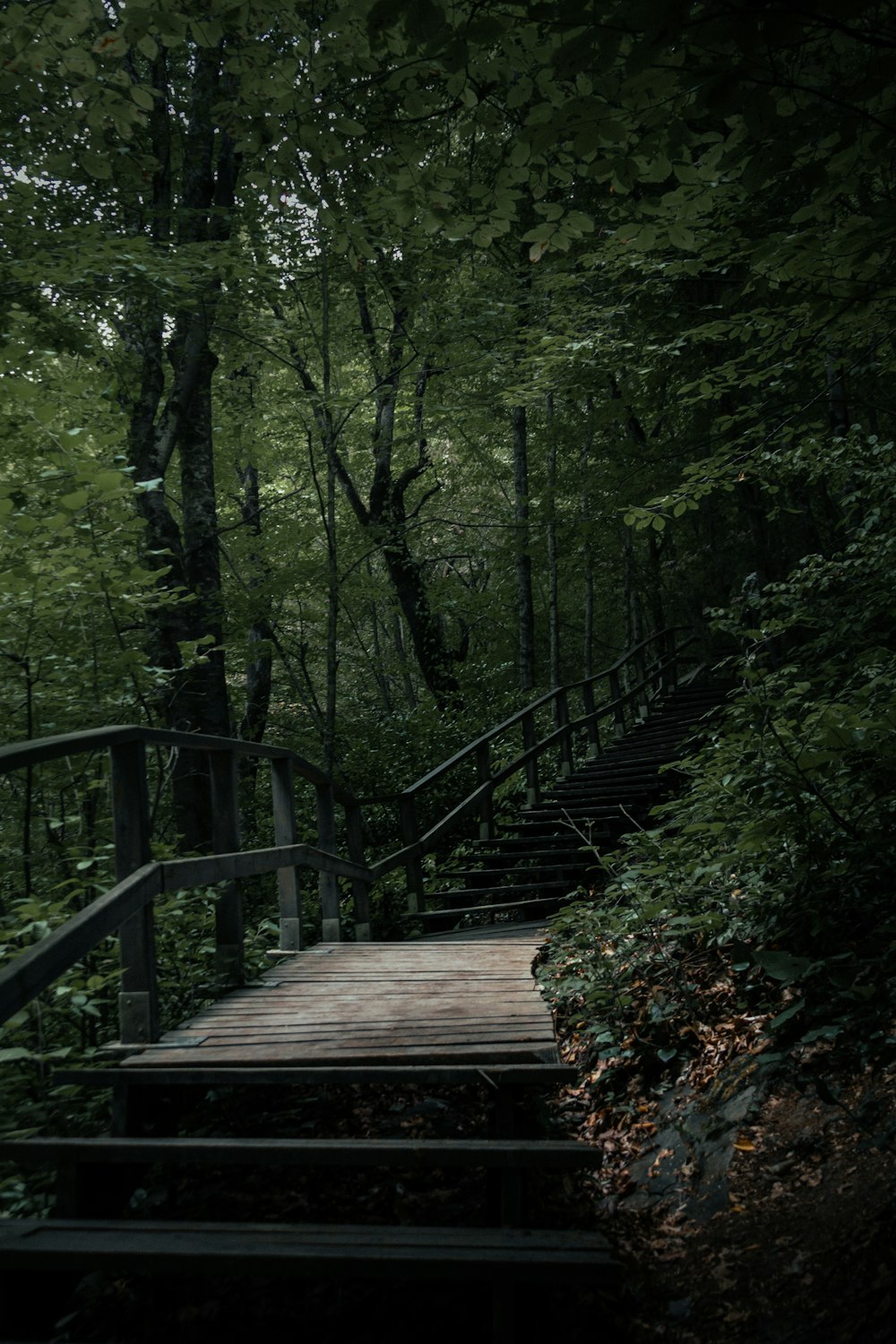 ponte di legno marrone nella foresta