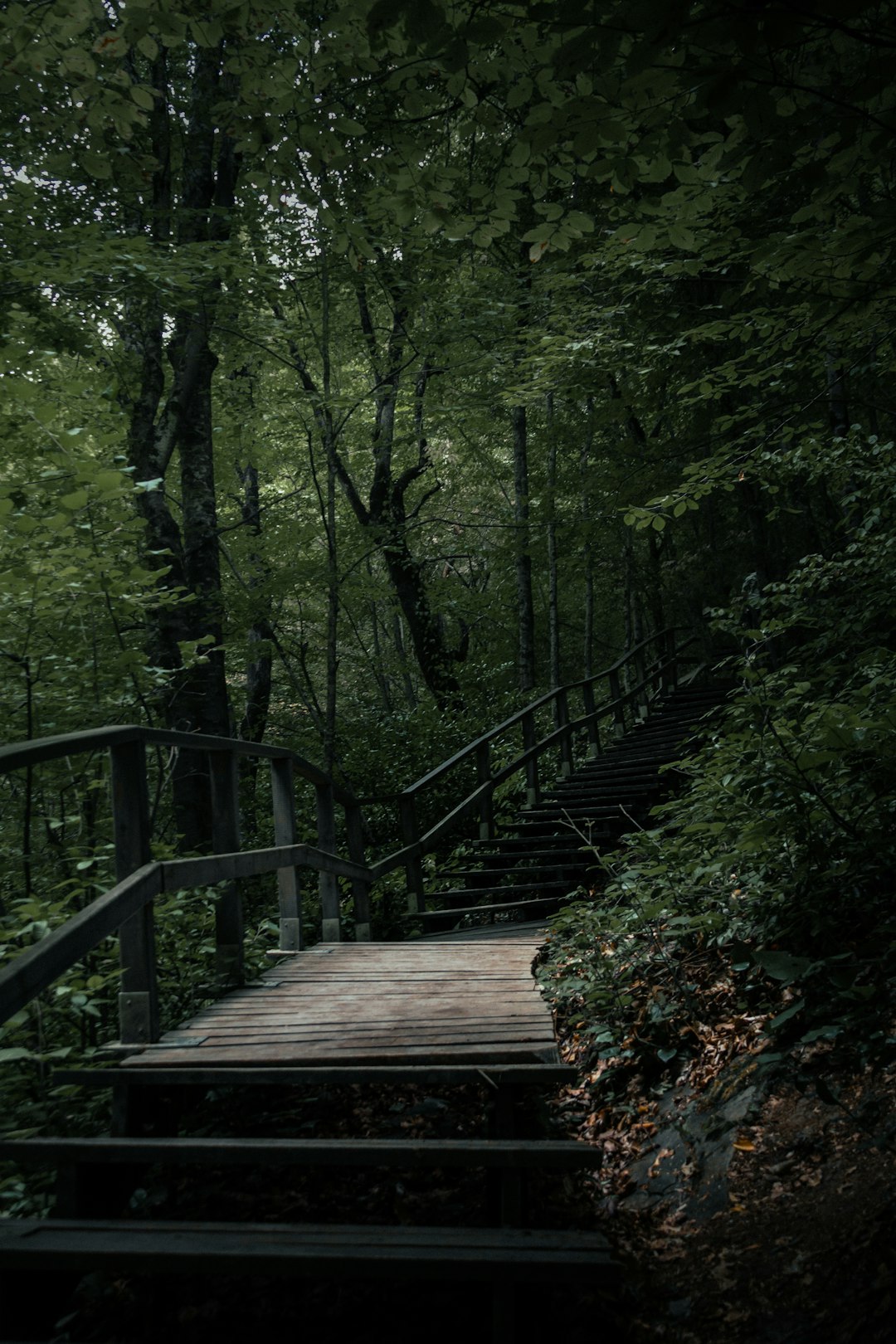 Forest photo spot Sinop Küre Dağları