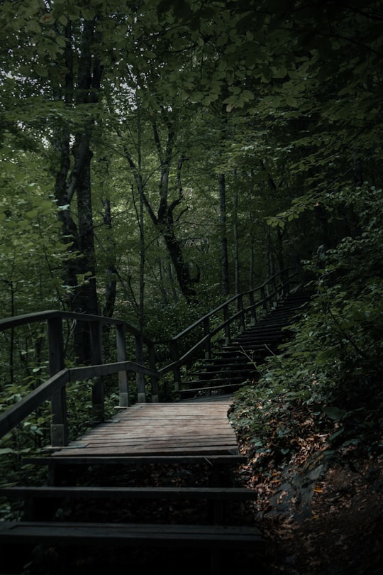 brown wooden bridge in the forest in Sinop Turkey