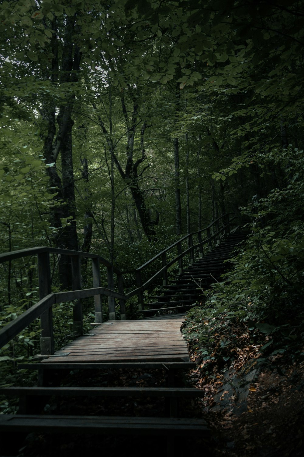 brown wooden bridge in the forest