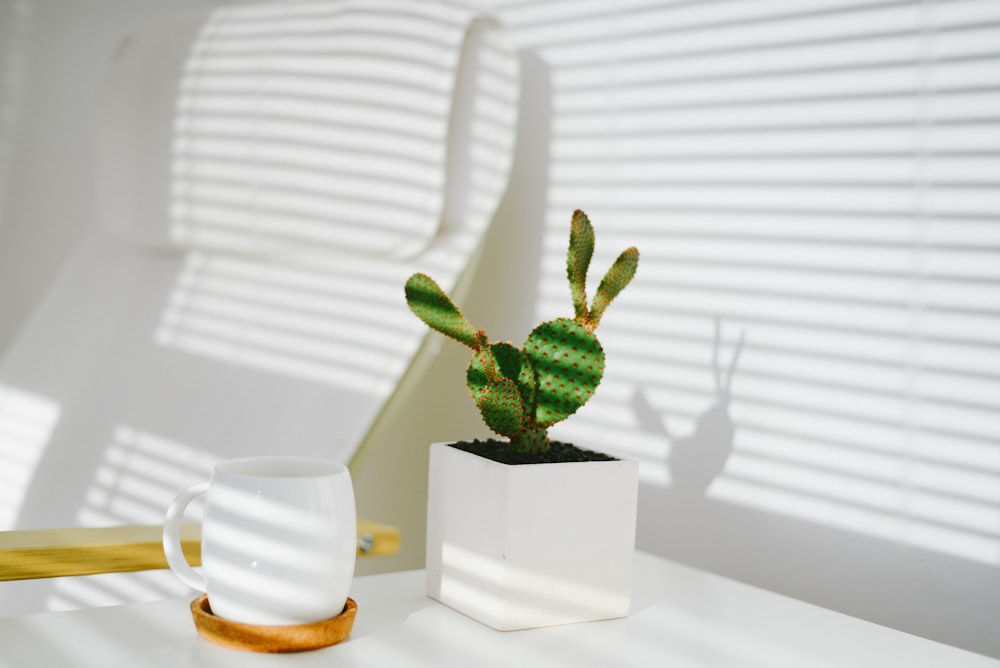 green plant in white ceramic pot