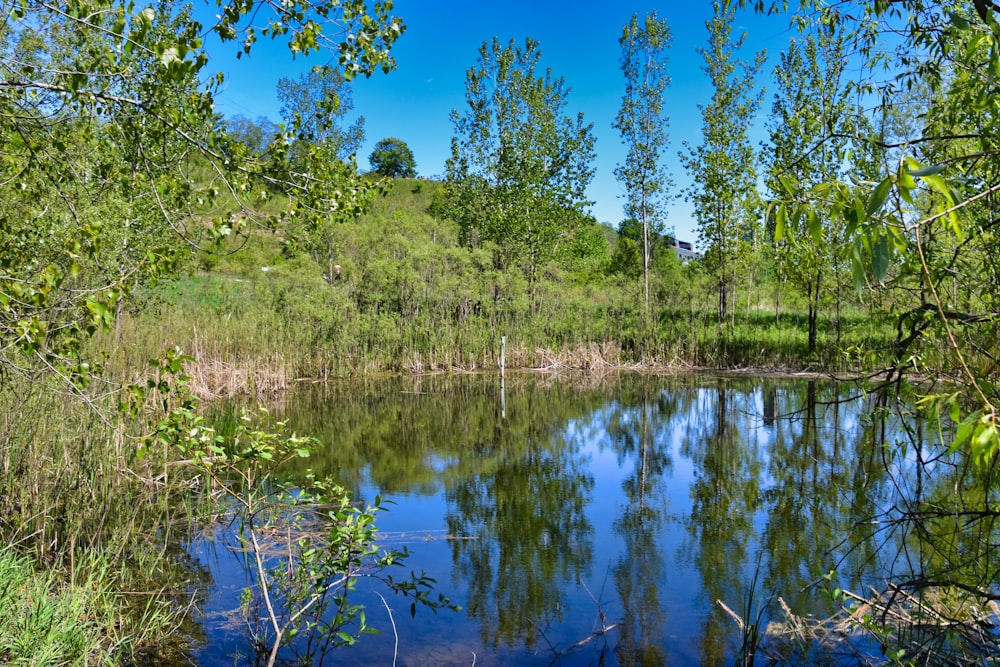 green grass and trees beside lake during daytime