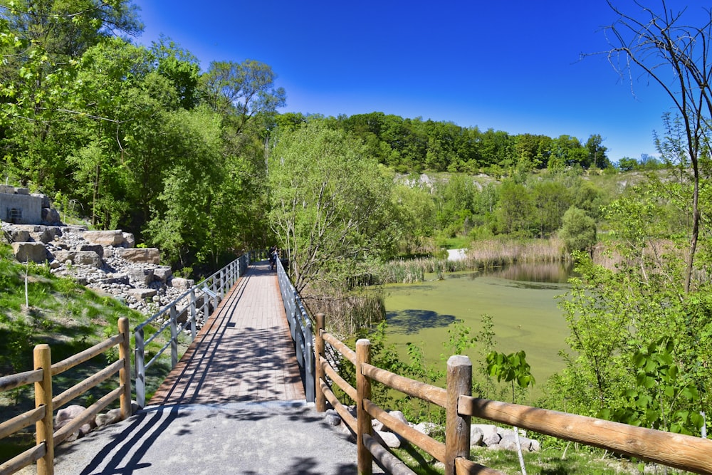 green trees beside river during daytime