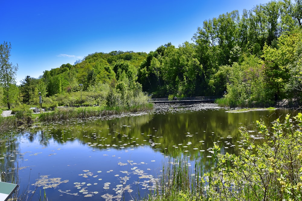 Grüne Bäume am Fluss unter blauem Himmel während des Tages