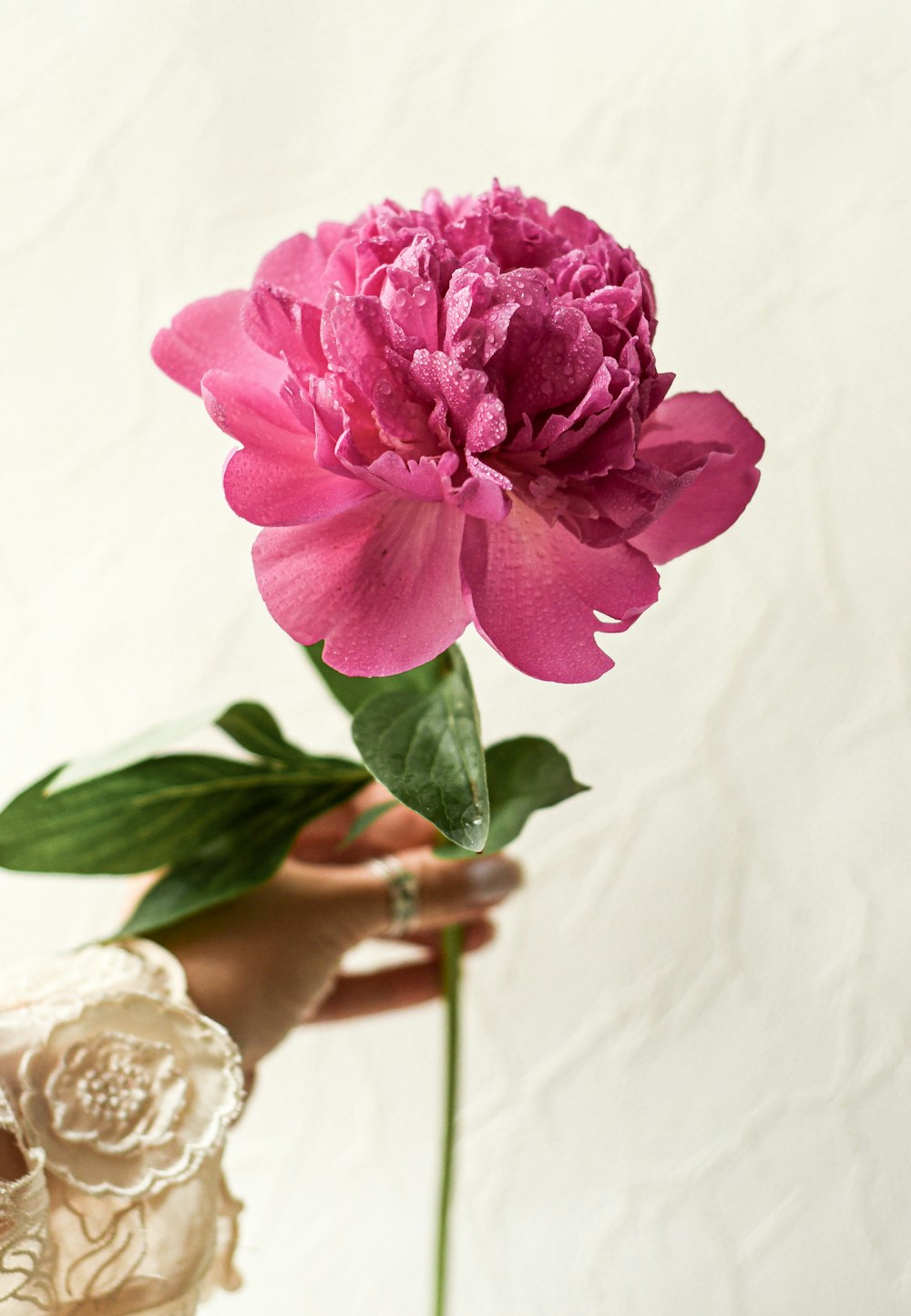 pink rose in bloom on womans hand