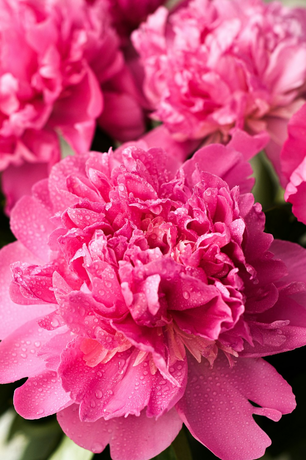 pink flower in macro shot