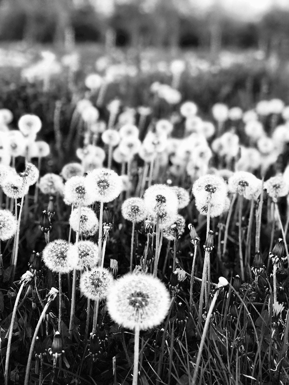 grayscale photo of dandelion flower