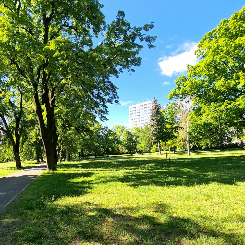 green grass field with trees and white high rise building in distance