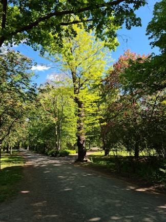 A peaceful ecological park with walking trails and native trees under a bright sky.