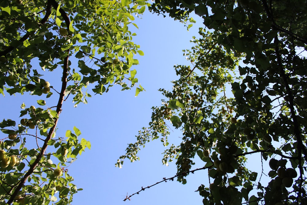 green leaf tree under blue sky during daytime