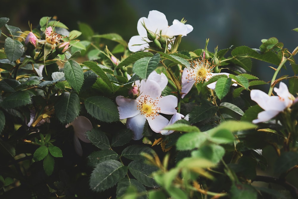 white flowers with green leaves