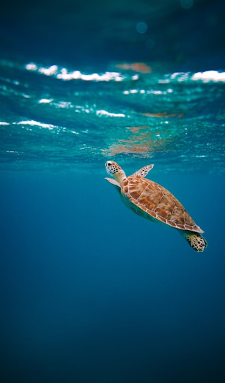 brown turtle in water during daytime