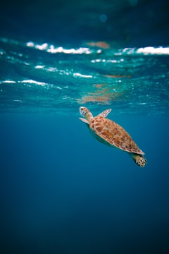 brown turtle in water during daytime