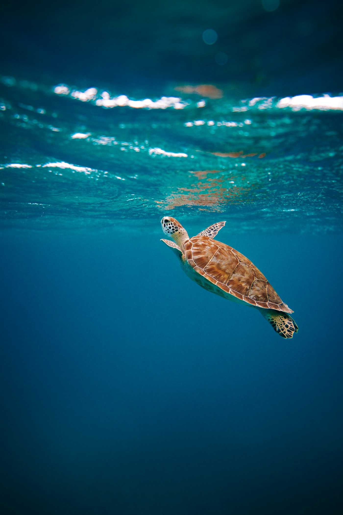 Hawksbill sea turtle gliding over a coral reef