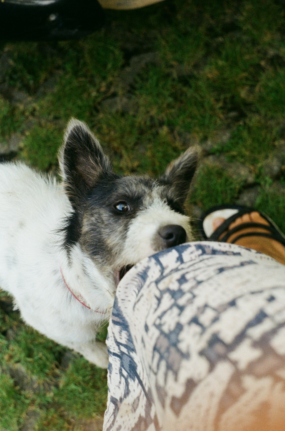 Petit chien à poil court blanc et noir sur un champ d’herbe verte pendant la journée