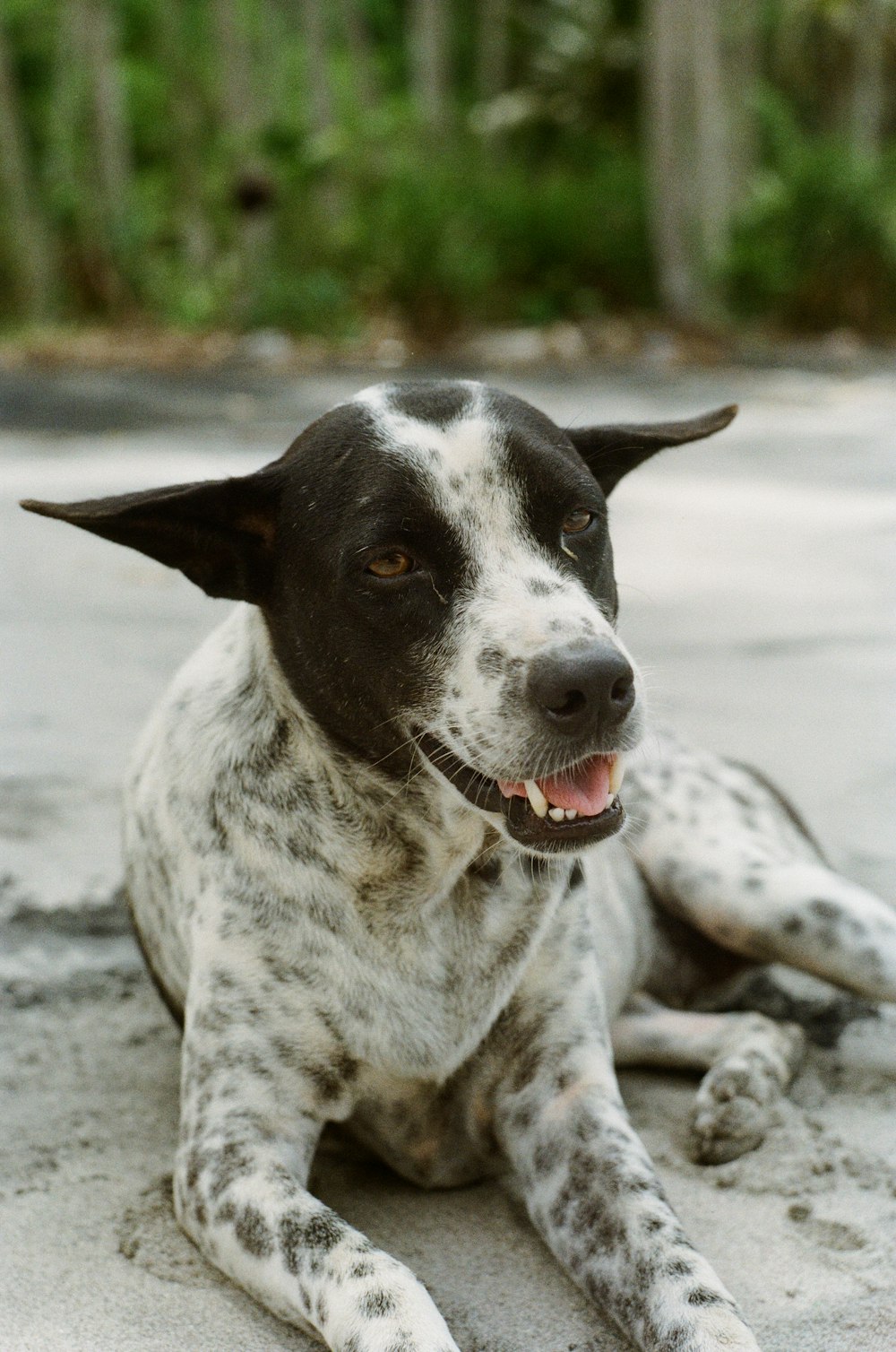 white and black short coat medium sized dog sitting on white sand during daytime