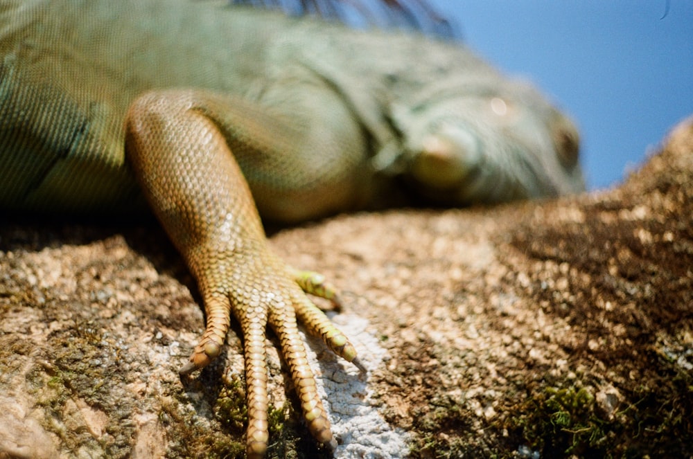 green and brown iguana on brown rock